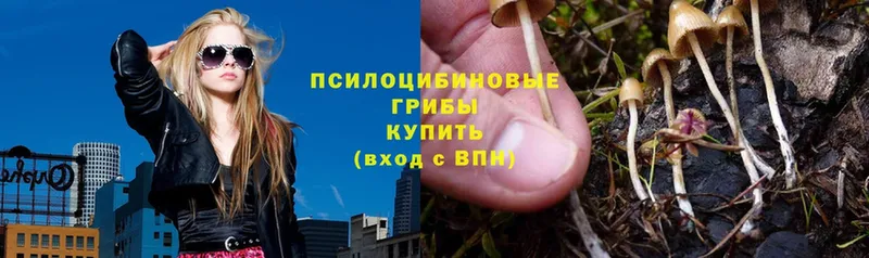 где можно купить   Духовщина  Галлюциногенные грибы Psilocybe 